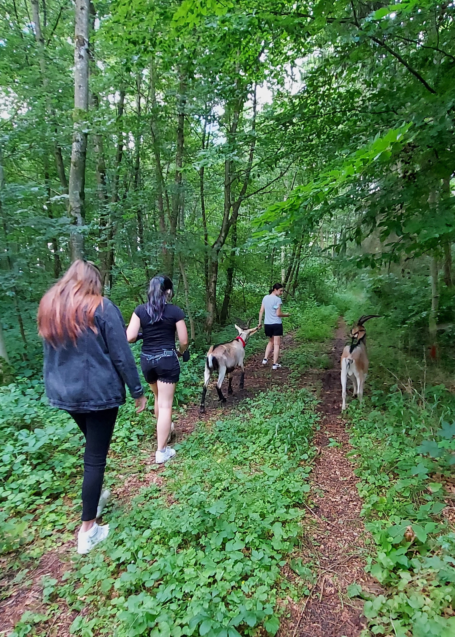  Schülergruppe bei der Wanderung mit den Ziegen durch den Wald - das Bild wird mit Klick vergrößert 