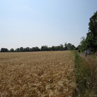 Laufstrecke entlang von Getreidefeldern